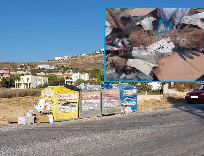 Νεκρά ζώα στους κάδους ανακύκλωσης της Σύρου 