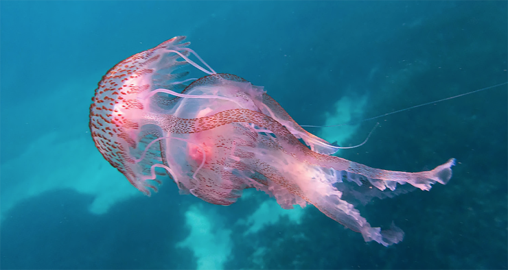 Ρόδος: Εντοπίστηκε σπάνιο είδος μέδουσας από την Ερυθρά Θάλασσα