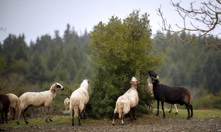 Θεσσαλία: Συναγερμός για τα κρούσματα πανώλης αιγοπροβάτων