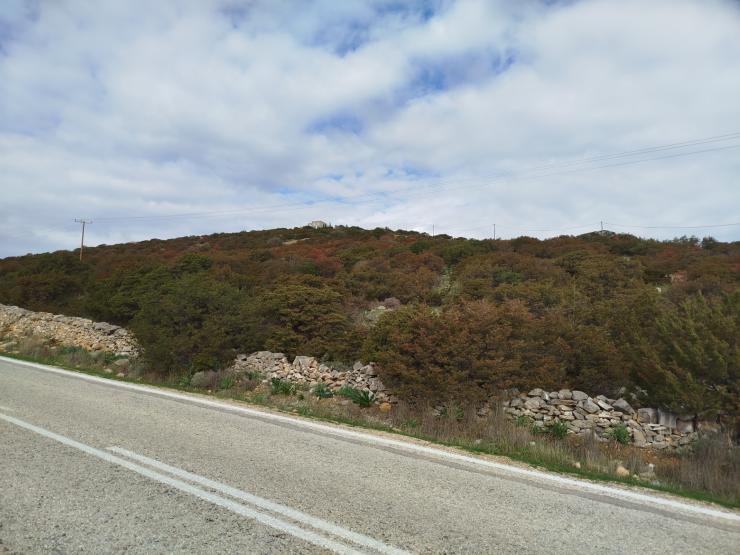 Δήμος Πάρου: Αποτελέσματα ελέγχου δειγμάτων φοινικής αρκεύθου