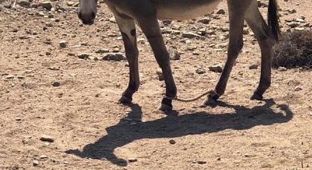 Σύλληψη ημεδαπού για κακομεταχείριση οικόσιτων ζώων στη Νάξο
