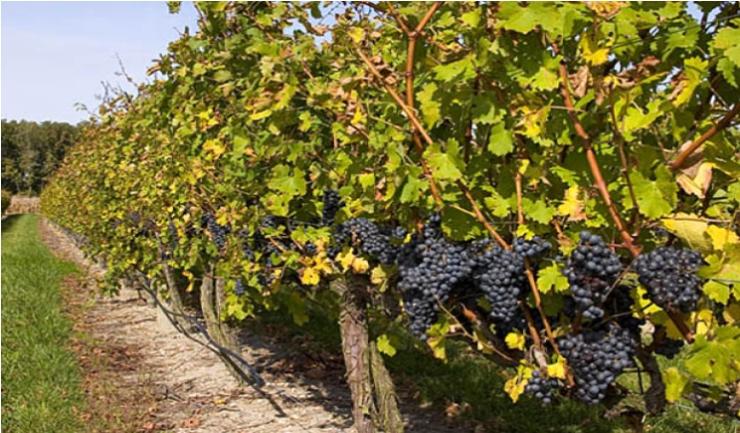 Πρόγραμμα Πρώιμης Συγκομιδής οινοποιήσιμων αμπελώνων 2020–2021