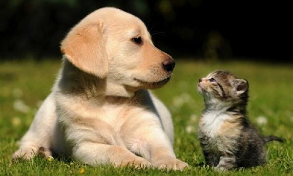 Τσουχτερά τα πρόστιμα για ιδιοκτήτες κατοικιδίων