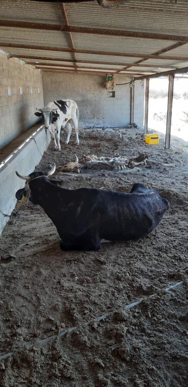 Επέμβαση της ΕΛ.ΑΣ. για τις ειδεχθείς συνθήκες 