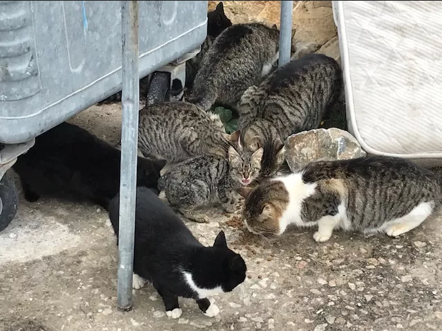 Αίτημα στην Εισαγγελία Πρωτοδικών Σύρου για τα γεγονότα κακοποίησης αδέσποτων ζώων