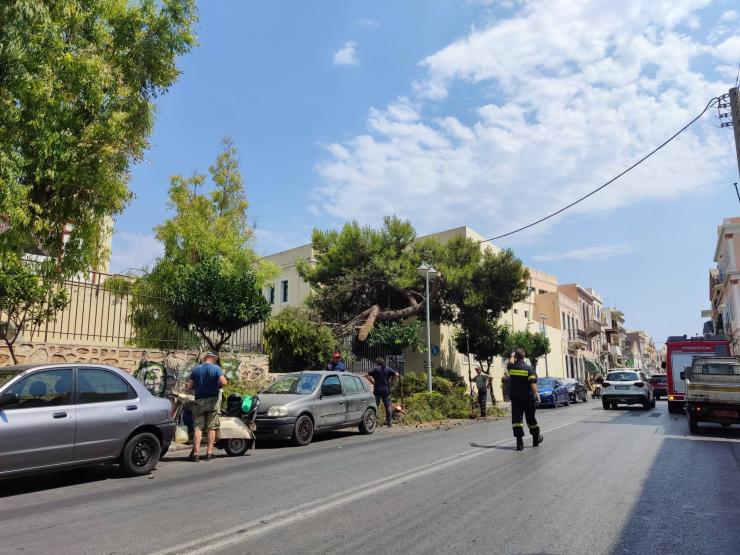 Πτώση δέντρου στο 4ο Δημοτικό σχολείο