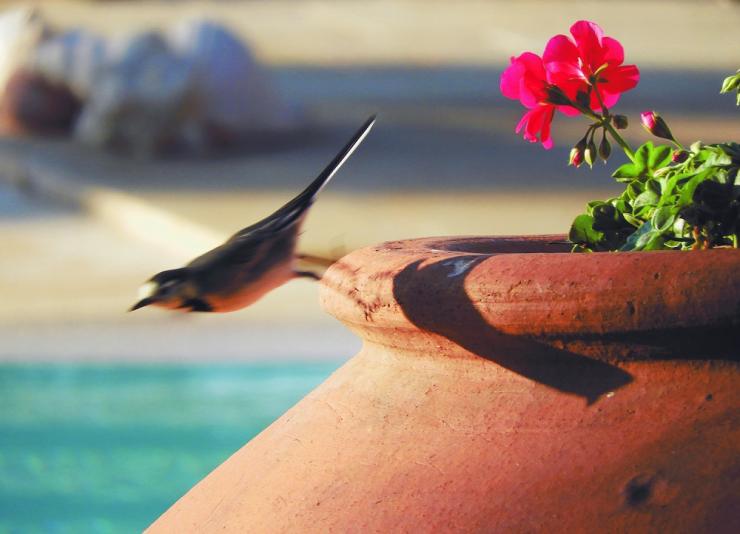 Με τα φτερά της ποίησης και τη ματιά μιας ξεχωριστής φωτογράφου