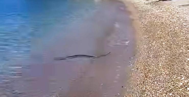 Πανικός σε παραλία όταν λουόμενοι είδαν φίδι να κολυμπά δίπλα τους (VIDEO)