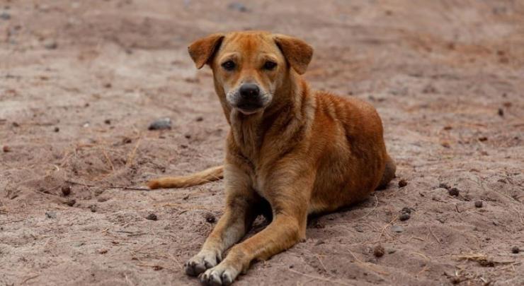 Νάξος: Σύλληψη 32χρονου για κακομεταχείριση ζώων