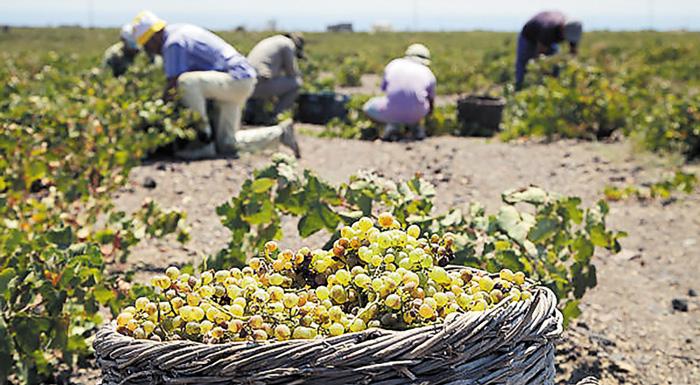 Κραυγή αγωνίας για το μέλλον του σαντορινιού αμπελώνα