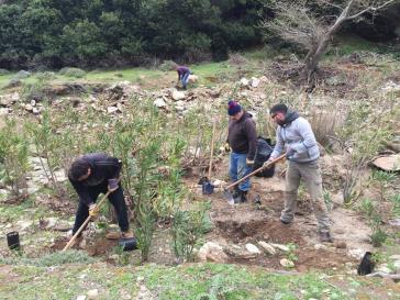 LIFE Andros Park: Ολοκληρώθηκε η πρώτη φάση φυτεύσεων δένδρων 