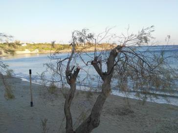 Νέο τοπίο... μετά από το “κλάδεμα” στα αρμυρίκια 