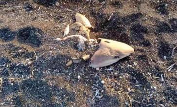 Σαντορίνη: Καρχαρίας ξεβράστηκε σε παραλία