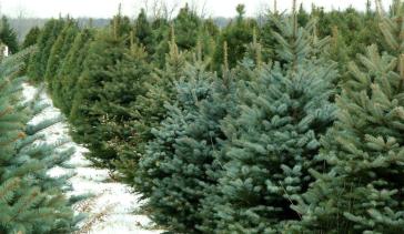 Χριστούγεννα: Που θα κυμανθούν οι τιμές φέτος για τα χριστουγεννιάτικα δέντρα