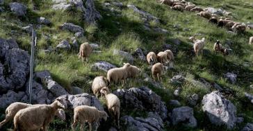 Ευλογιά αιγοπροβάτων: Μάχη με τον χρόνο για τον δεύτερο κύκλο διάδοσης
