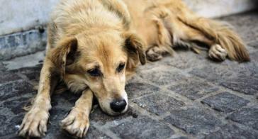 Νάξος: Σύλληψη 55χρονου για κακομεταχείριση σκύλου