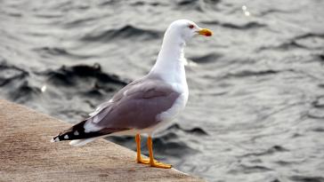 Η φωτογραφία της ημέρας