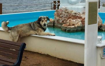 Ο Οδυσσέας και το χρονικό ενός προαναγγελθέντος θανάτου 